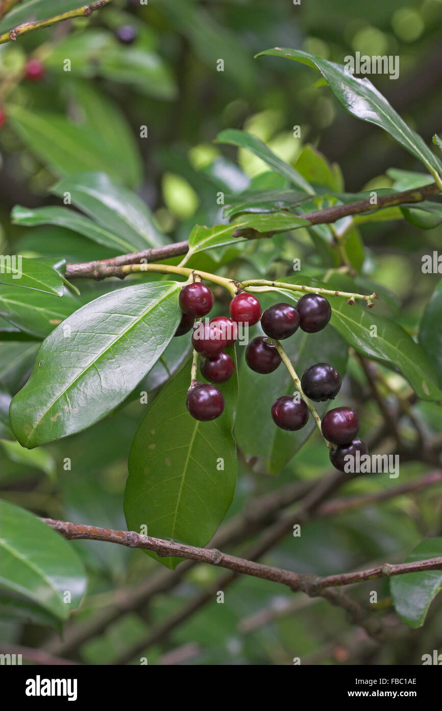 Kirschlorbeer, Obst, Kirschlorbeer, Lorbeerkirsche, Kirsch-Lorbeer,  Lorbeer-ueberzeugt, Frchte, Prunus Laurocerasus Stockfotografie - Alamy