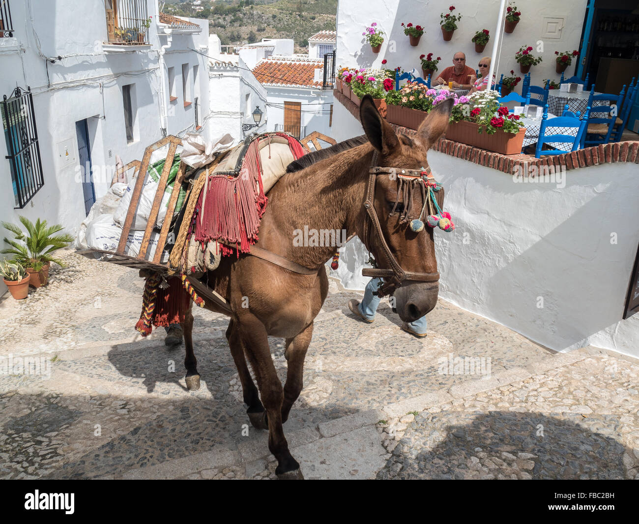 Esel tragen Baustoffe in engen Gassen. Frigiliana ein weisses Dorf in der Nähe von Nerja, Costa Del Sol, Andalusien, Spanien, Stockfoto