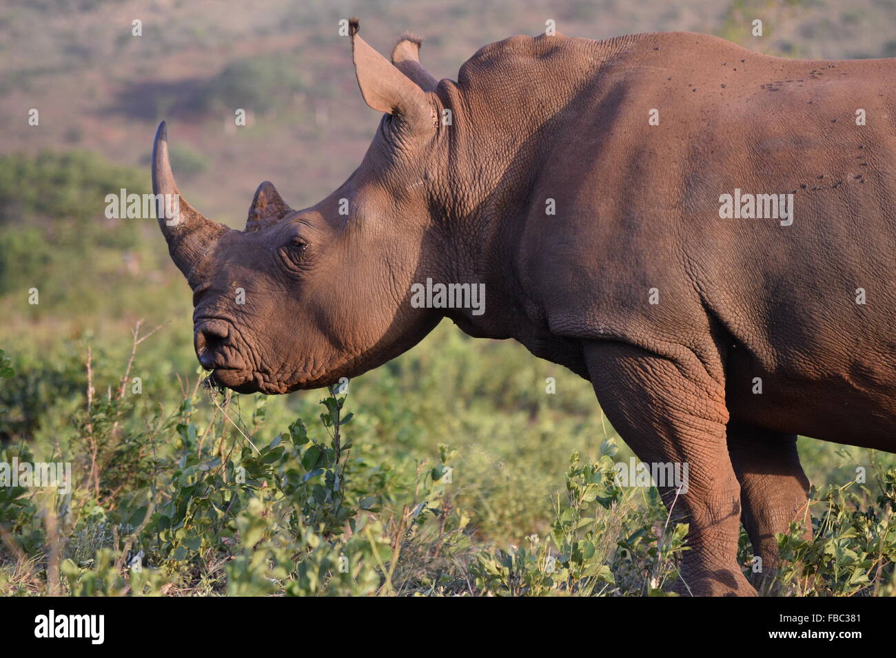 Schließen Sie Rhino Stockfoto