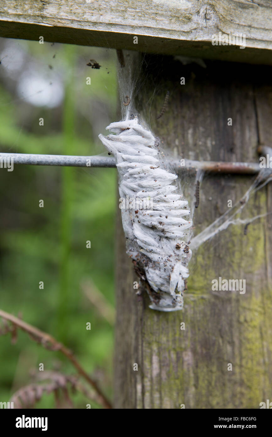 Vogel-Kirsche Hermelin Falter Raupe; Yponomeuta Evonymella; Sommer; UK Stockfoto