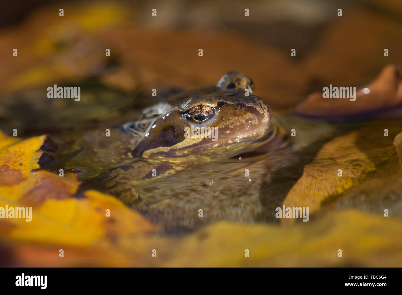 Grasfrosch; Rana Temporaria Single im Teich; Cornwall; UK Stockfoto