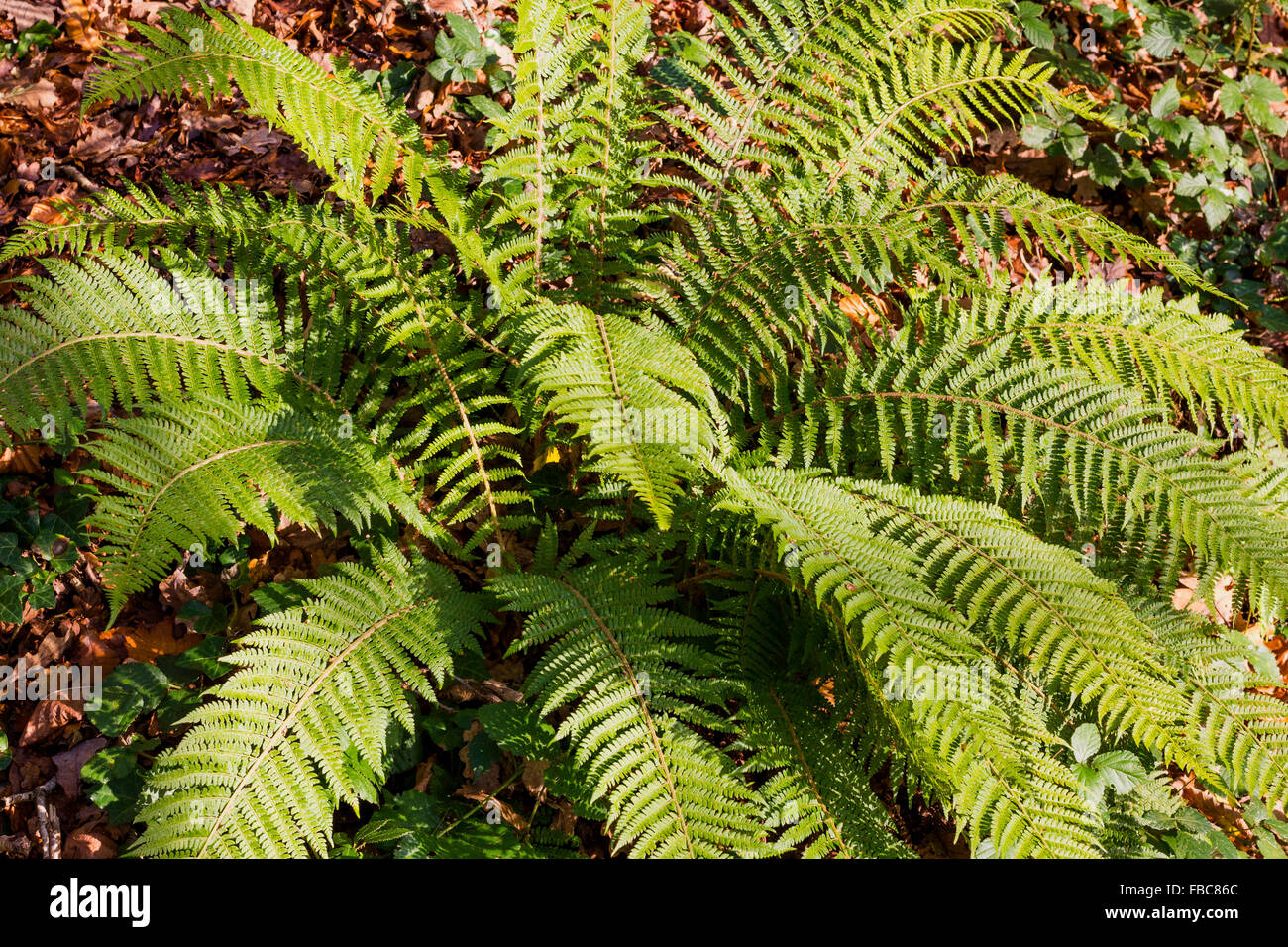 Wurmfarn (Dryopteris Felix-Mas) im Winter Sonne neben the River Torridge, Torrington, Devon. Stockfoto