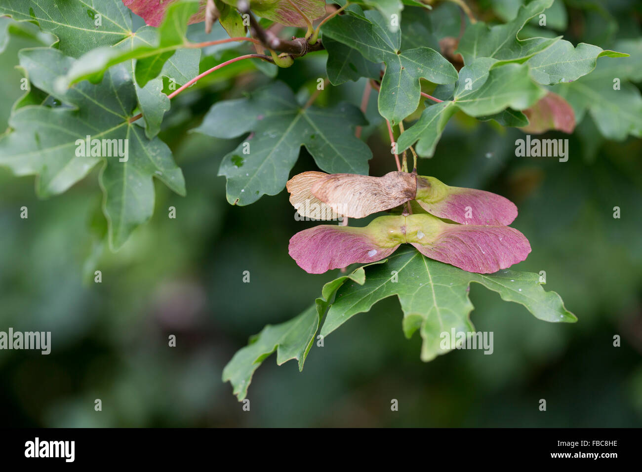 Feldahorn; Acer Campestre Samen; Cornwall; UK Stockfoto