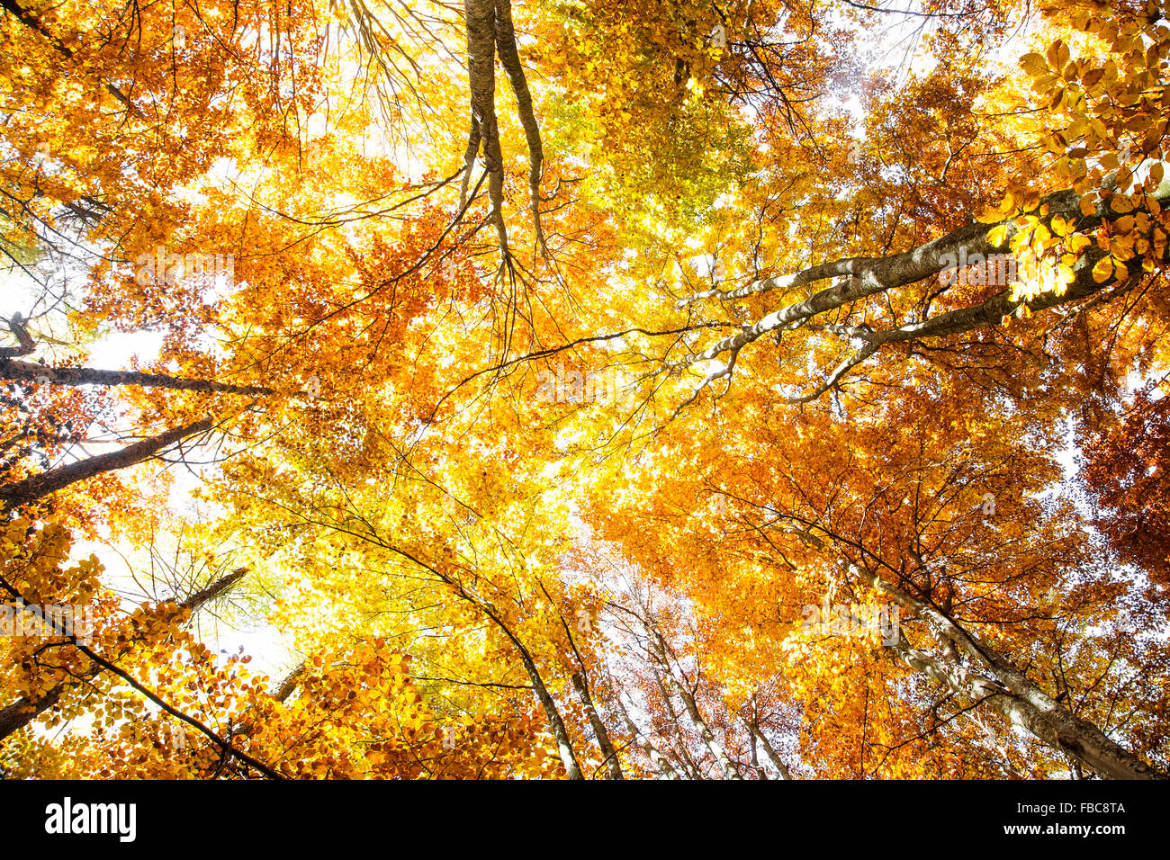 Herbstwald bunte Buche Bäume mit goldenen getrockneten Blättern Stockfoto