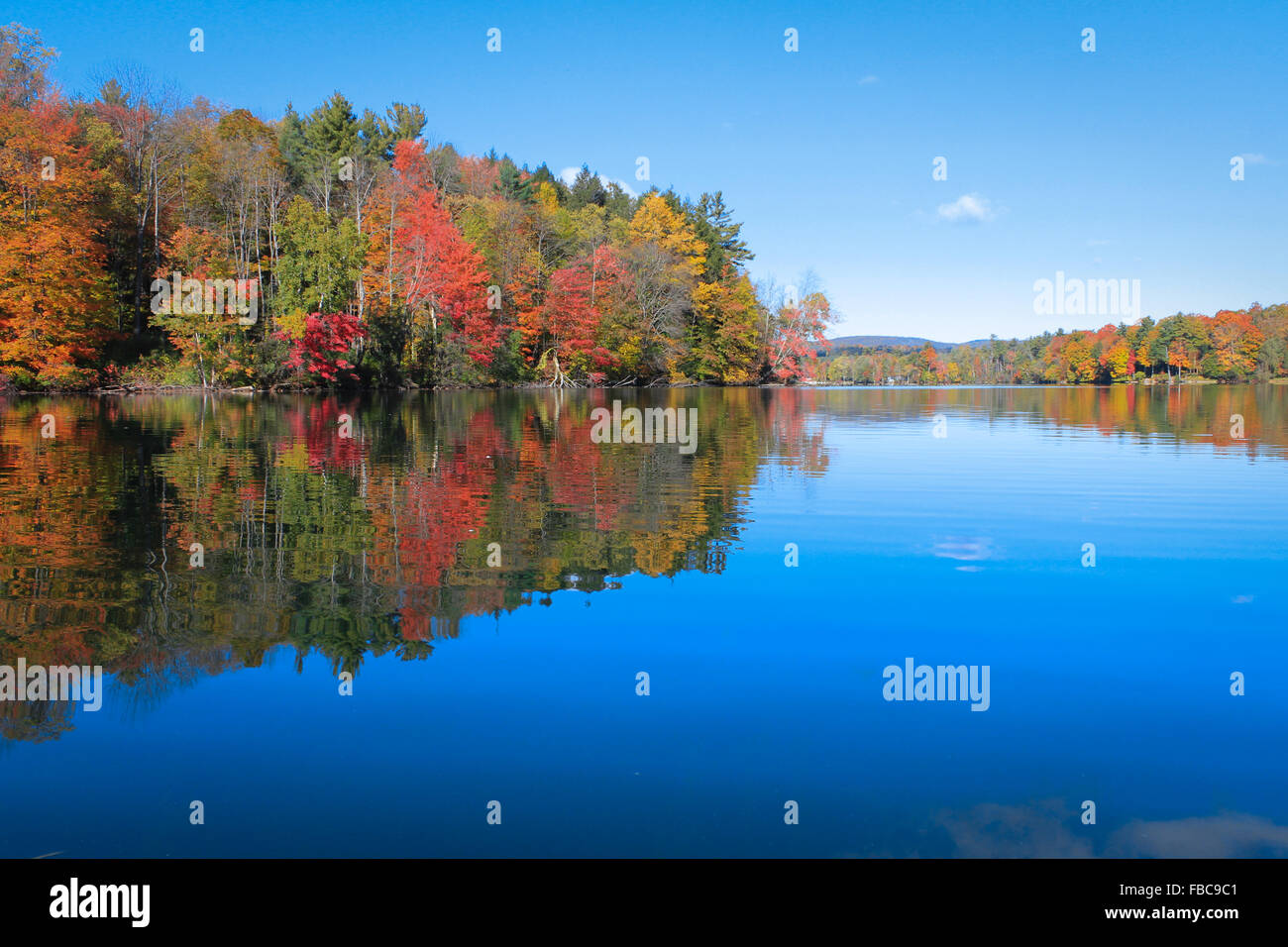 Bunte Blätter auf See Laurel reflektiert. Fotografiert im Lee, MA in Oktober 2014. Stockfoto