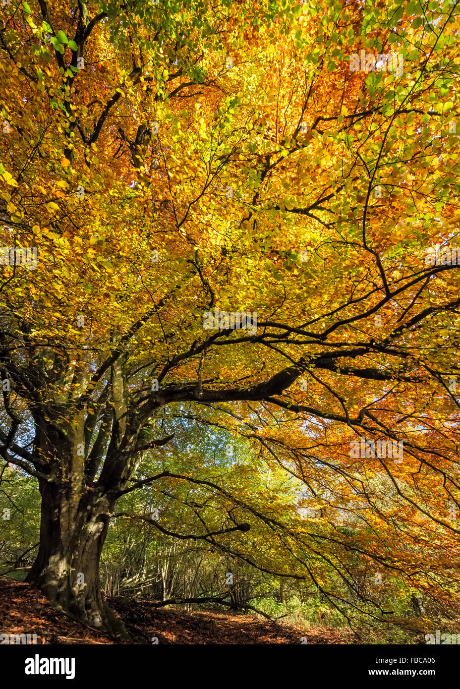 Buche Fagus Sylvatica Baum im Herbst Stockfoto