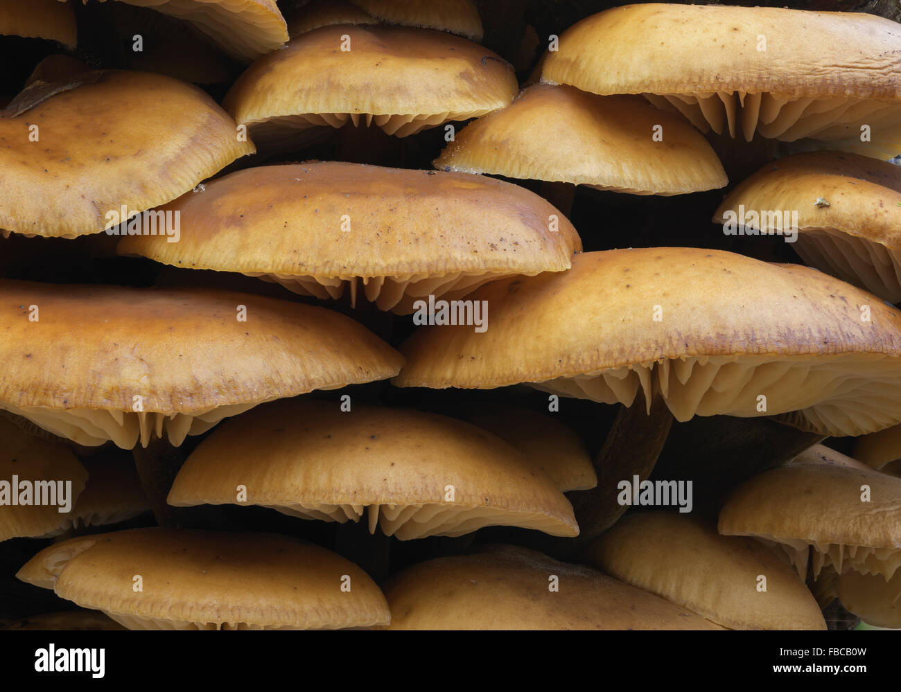 Kleiner Pilz Pilze Flammulina Velutipes samt Fuß Schaft Stockfoto