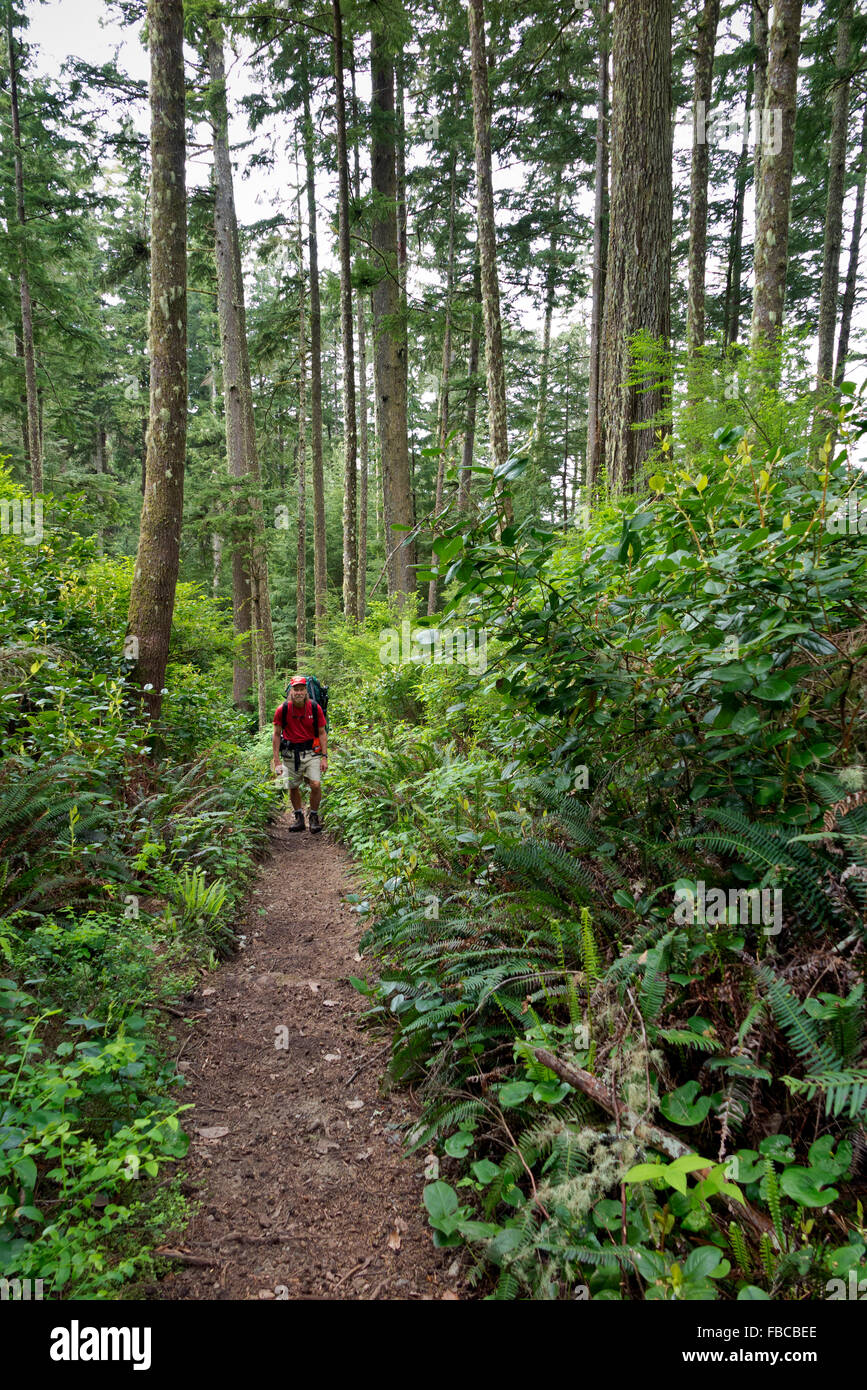 BRITISH COLUMBIA - Wanderer auf einem bewaldeten Teil der West Coast Trail im Pacific Rim National Park auf Vancouver Island. Stockfoto