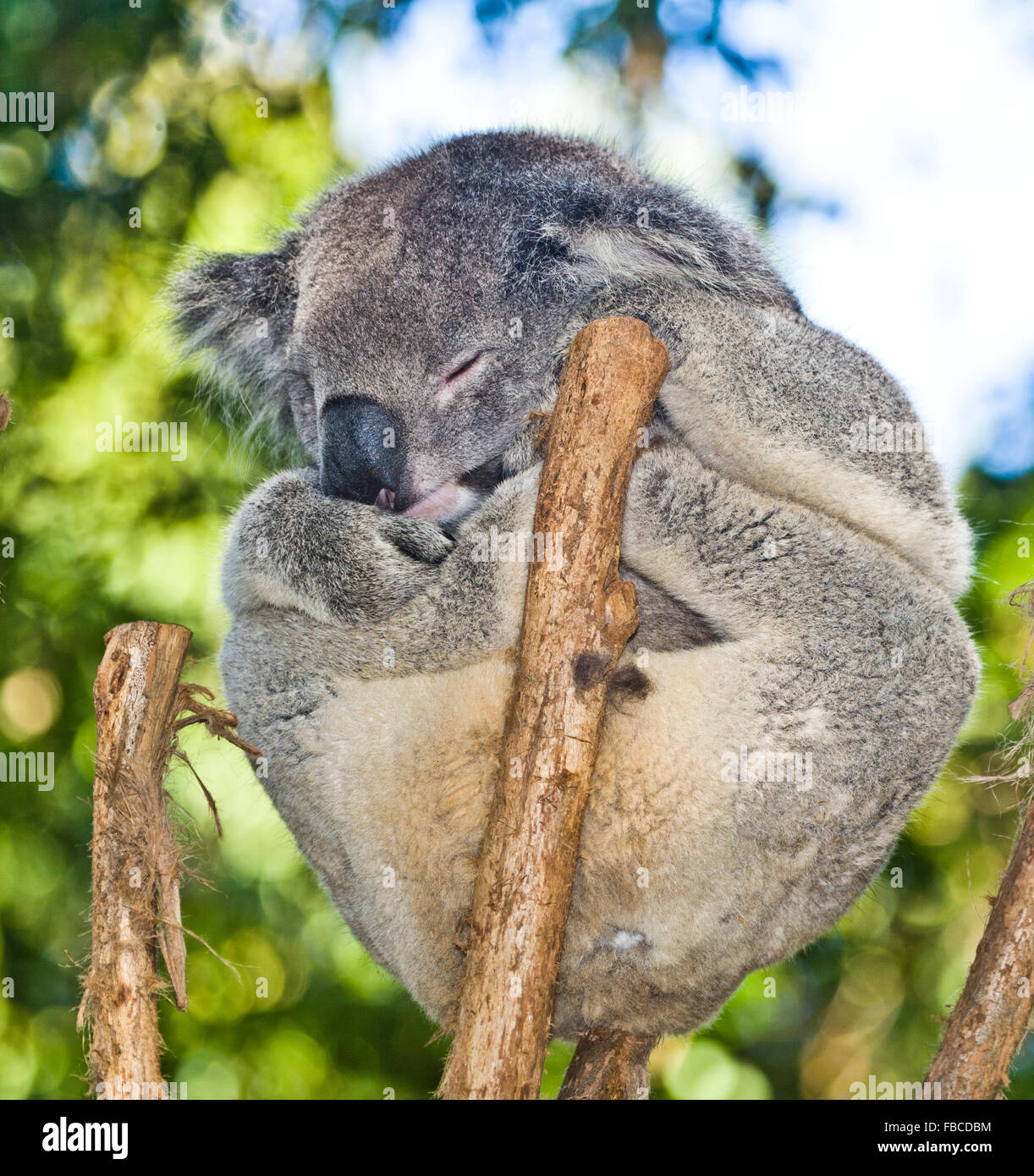 Australien, dösen Koala, Phascolarctos Cenereus, gutgewachsene arboreal Beuteltiere Pflanzenfresser in Australien heimisch Stockfoto