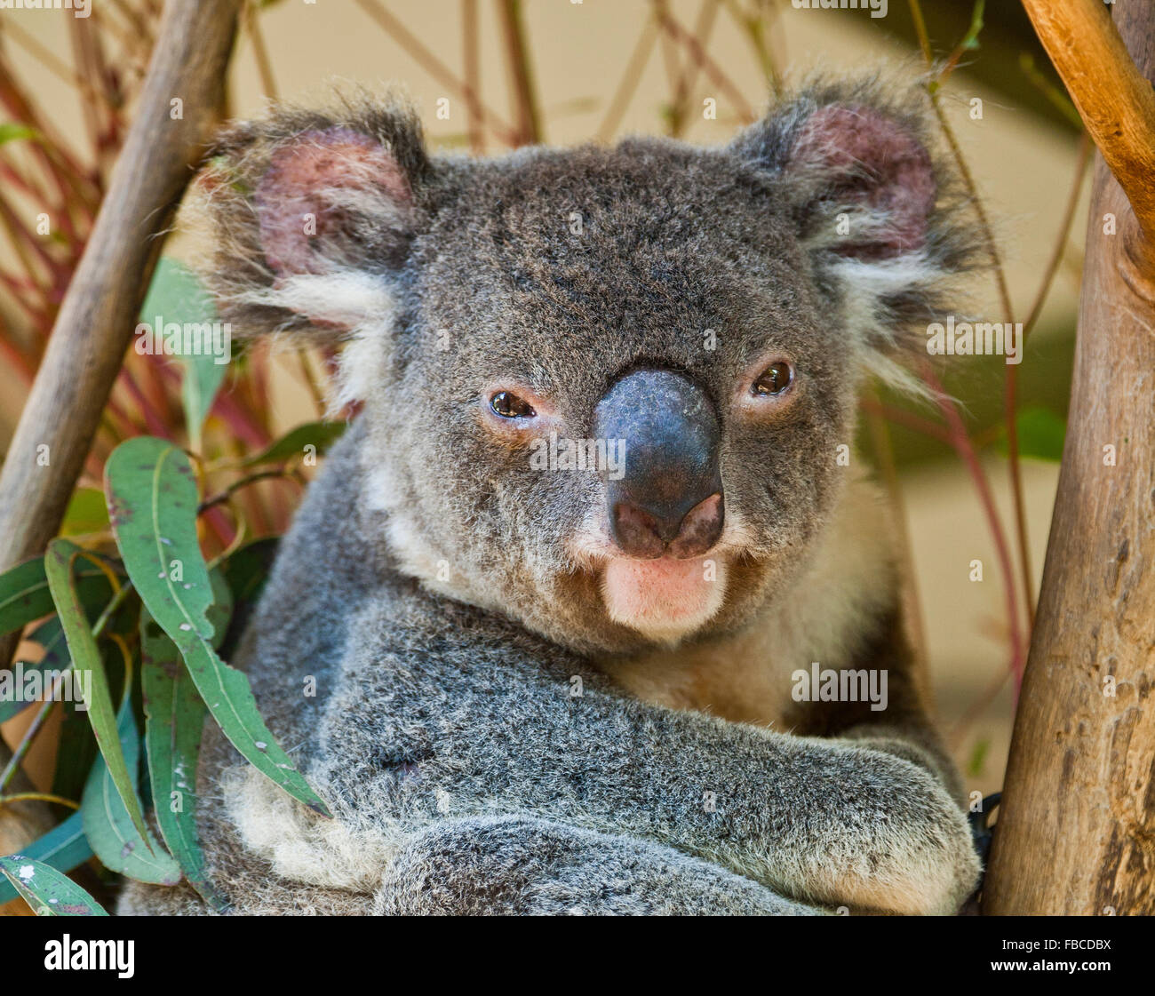 Australien, Koala, Phascolarctos Cenereus, gutgewachsene arboreal Beuteltiere Pflanzenfresser in Australien heimisch Stockfoto