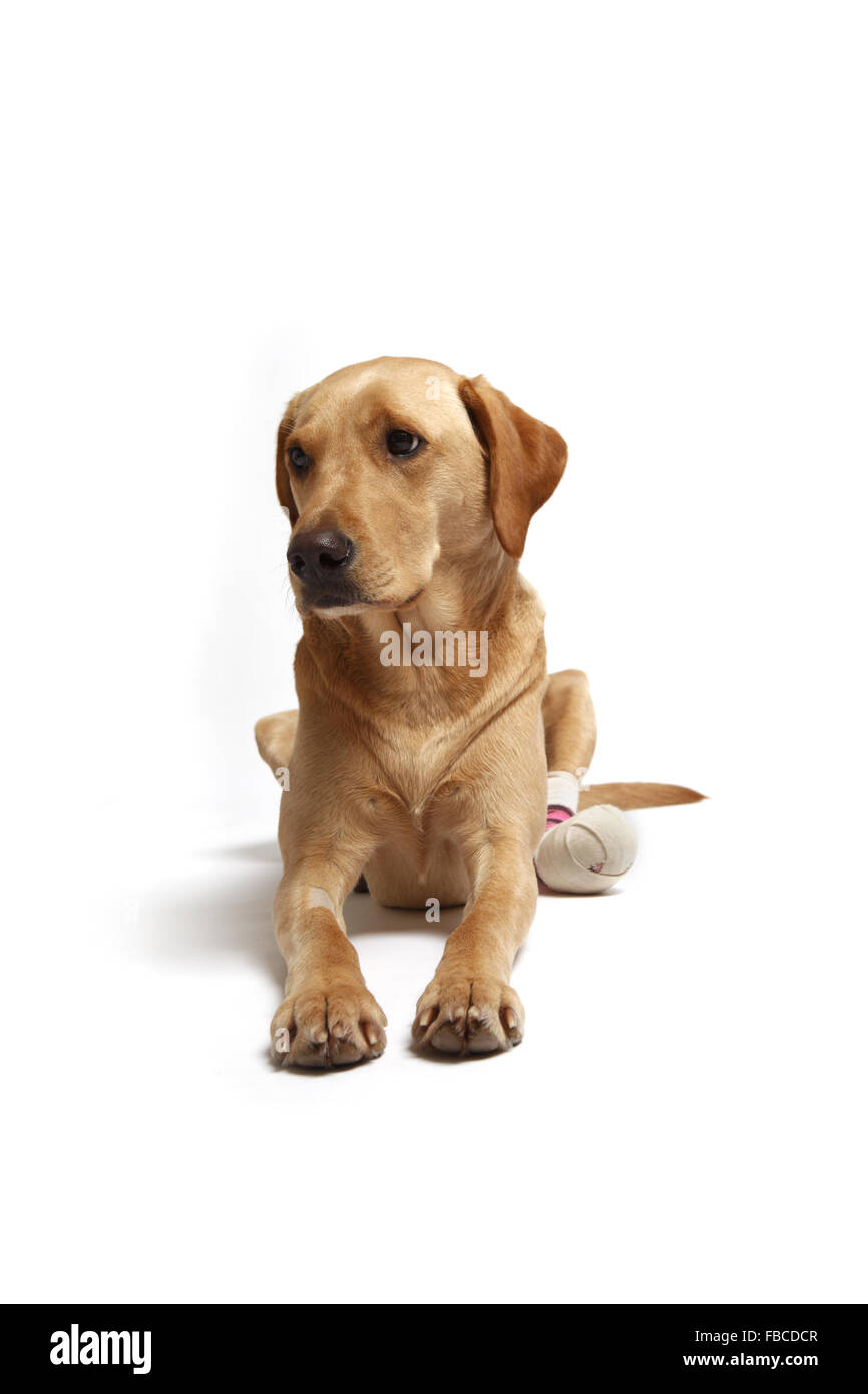 2 Jahre alte gelbe Labrador Retriever Hund mit verbundenem Bein wegen einer Verletzung der abgeschnittenen Pfote Pad im Studio fotografiert. Stockfoto