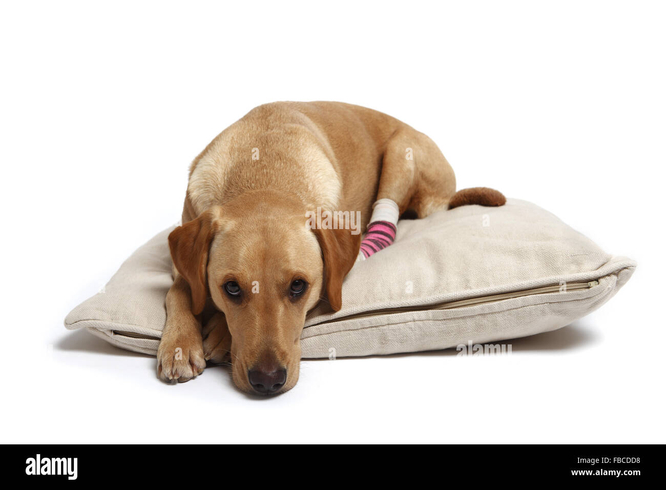 2 Jahre alte gelbe Labrador Retriever Hund mit verbundenem Bein wegen einer Verletzung der abgeschnittenen Pfote Pad im Studio fotografiert. Stockfoto