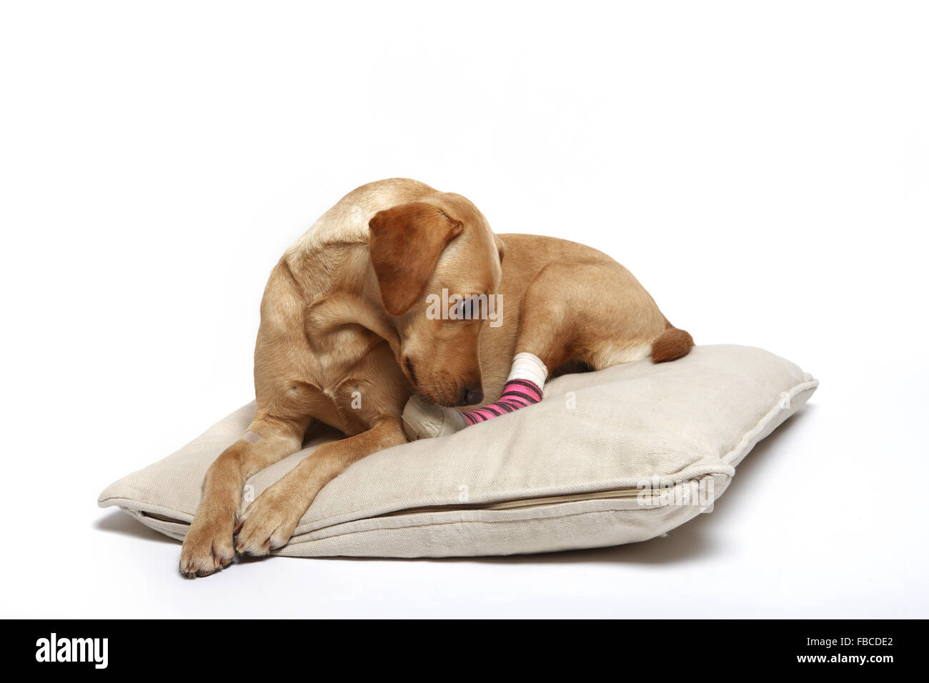 2 Jahre alte gelbe Labrador Retriever Hund mit verbundenem Bein wegen einer Verletzung der abgeschnittenen Pfote Pad im Studio fotografiert. Stockfoto