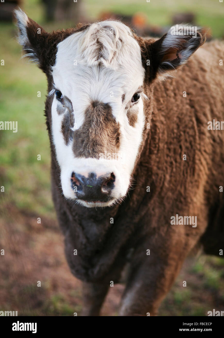 Porträt von braunen und weißen Kuh zu Fuß in Richtung Betrachter Stockfoto