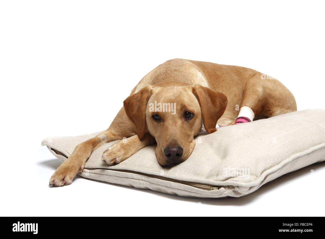 2 Jahre alte gelbe Labrador Retriever Hund mit verbundenem Bein wegen einer Verletzung der abgeschnittenen Pfote Pad im Studio fotografiert. Stockfoto