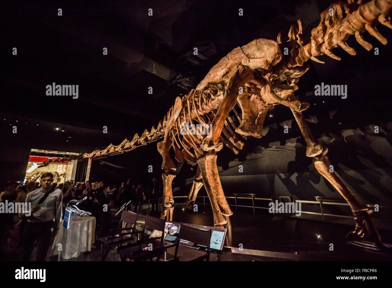 (160114)--NEW YORK, 14. Januar 2016 (Xinhua)--Menschen besuchen die 'Titanosaur' Skelett Exibition in das American Museum of Natural History in New York, USA, 14. Januar 2016. Ab Jan. 15, wird das American Museum of Natural History ein weiteres Must-See Ausstellung--eine Besetzung eines Dinosauriers 122 Fuß (37,2 m) hinzufügen. Die Dinosaurier hat noch nicht offiziell von Wissenschaftlern benannt, die es entdeckt, aber wurde von den Paläontologen ableiten, dass es ein riesiger Pflanzenfresser, die Zugehörigkeit zu einer Gruppe war, bekannt als Titanosauriern mit einem Gewicht von mehr als 70 Tonnen. Die Besetzung basiert auf 84 fossile Knochen, die ausgegraben wurden ich Stockfoto