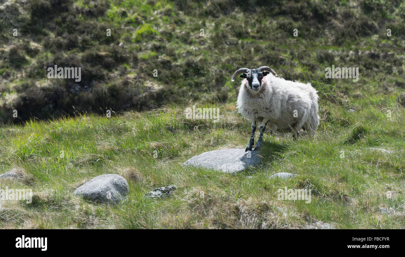 Ein Schaf mit Hörnern steht unter die Mourne Mountains im County Down, Irland Stockfoto