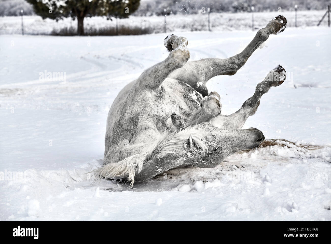 Grey Horse wälzen im Schnee Stockfoto