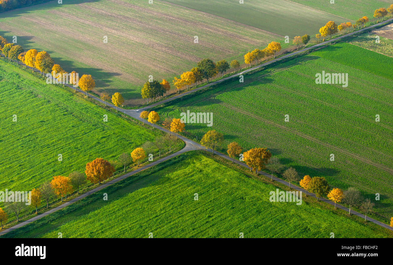 Luftbild Allee, unbefestigte Straßen, Kreuzungen, Crossover, Herbst Wiederbelebung, Herbstlaub, Landwirtschaft, Felder, Stockfoto
