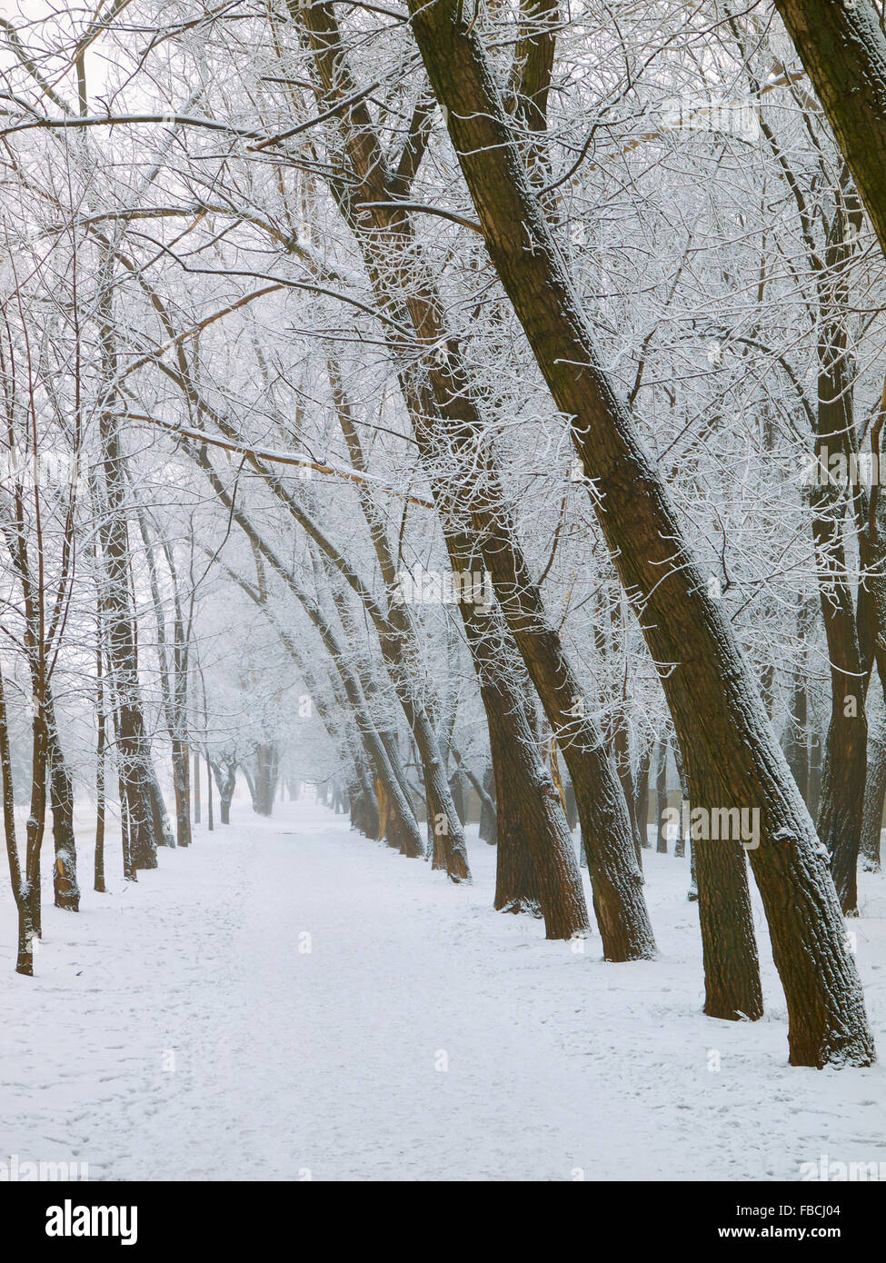 Snowbound Gehweg durch die Bäume im Stadtpark mit Frost bedeckt Stockfoto