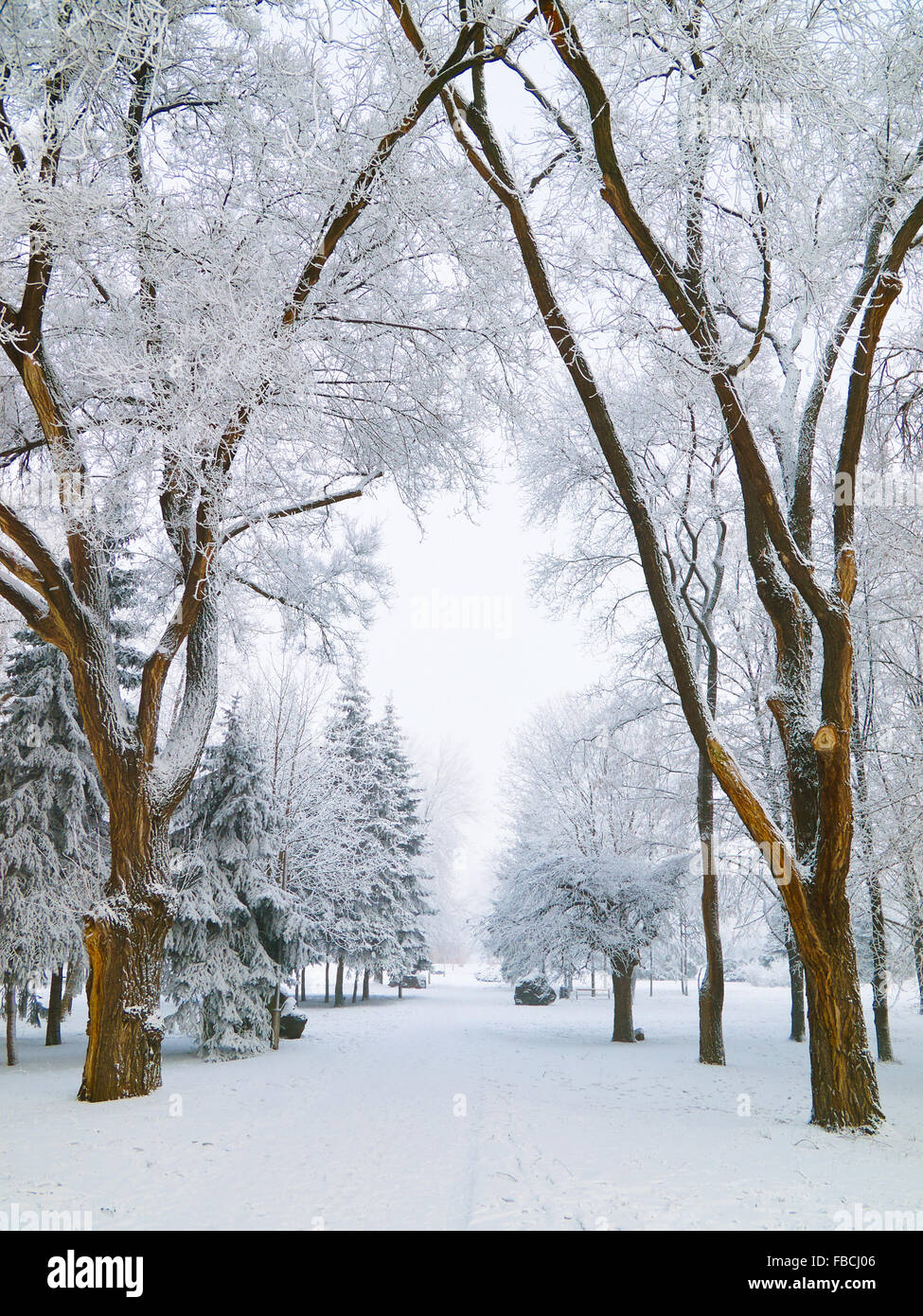 Snowbound Gehweg durch die Bäume im Stadtpark mit Frost bedeckt Stockfoto