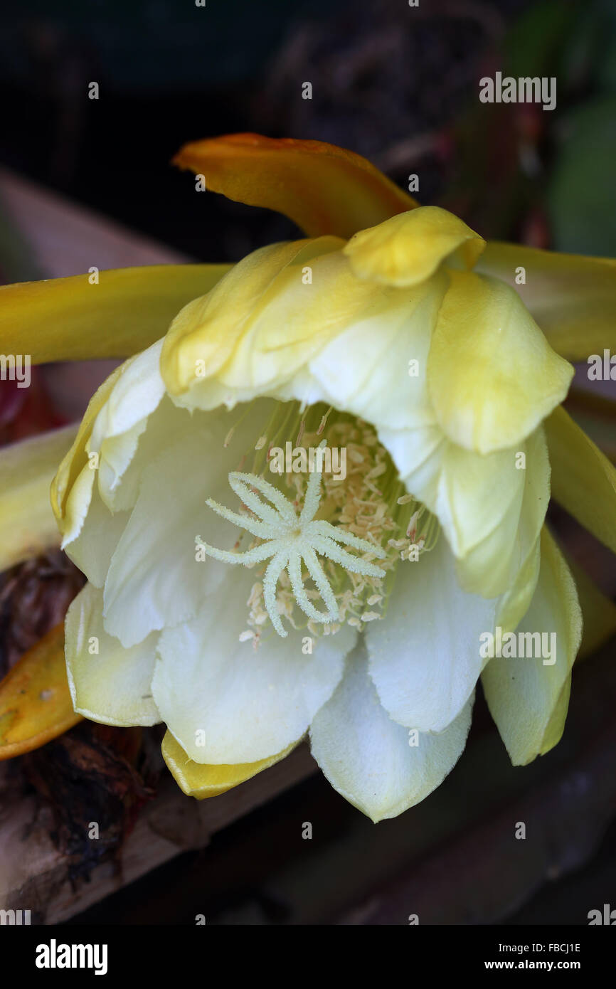 Gelb und weiß blühenden Epiphyllum Stockfoto