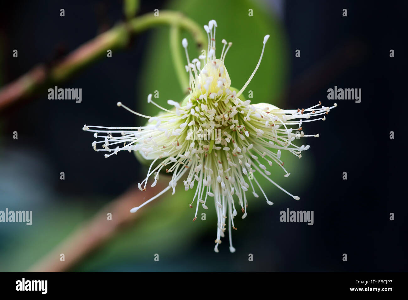 Syzygium Samarangense oder bekannt als Wachs Jambu Blume Stockfoto