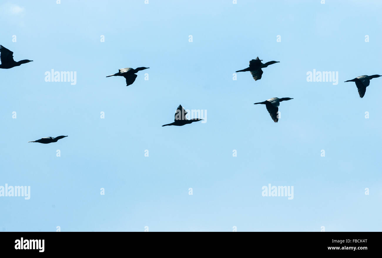 Herde von Kormoran schwarze Vögel schnelles Fliegen von links nach rechts am hellblauen Himmel. Stockfoto