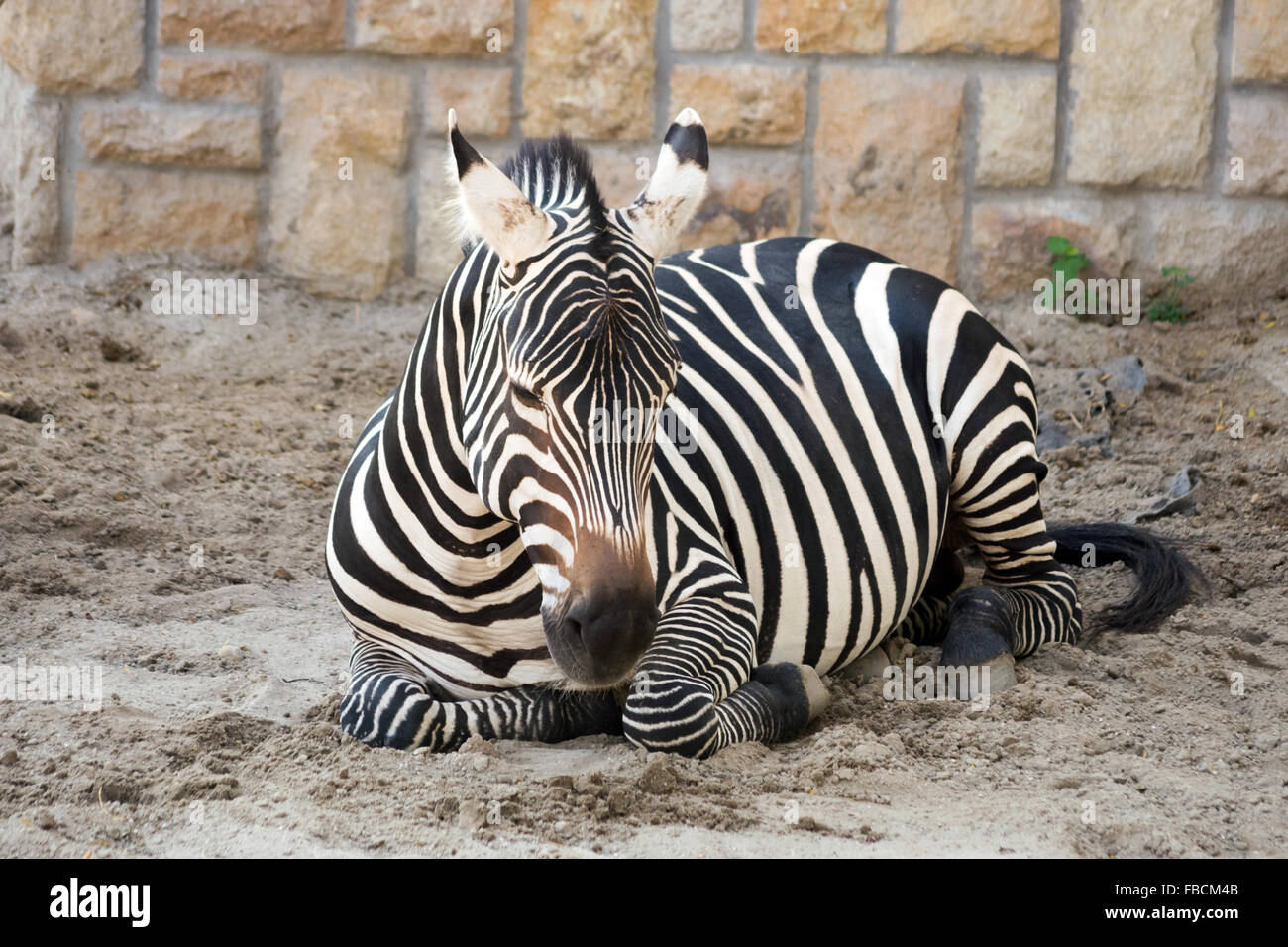 Grant's Zebras (Equus quagga boehmi) Stockfoto