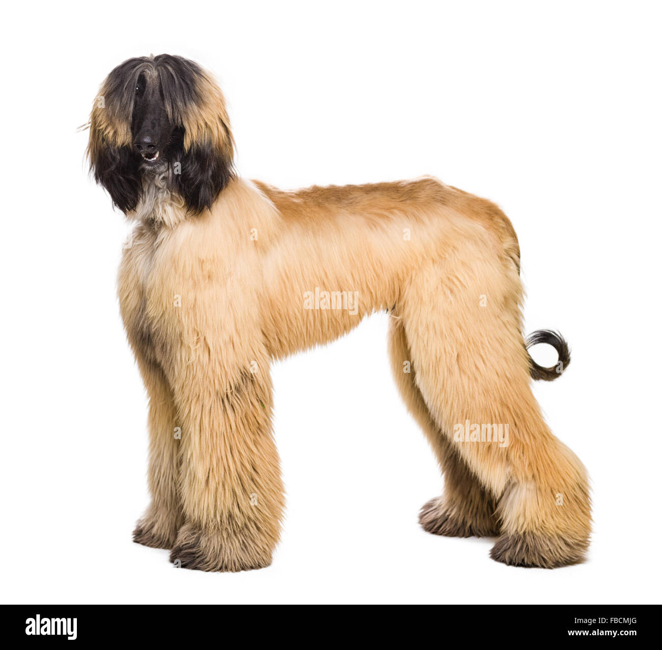 Junge afghanische Hund isoliert auf weiss Stockfoto