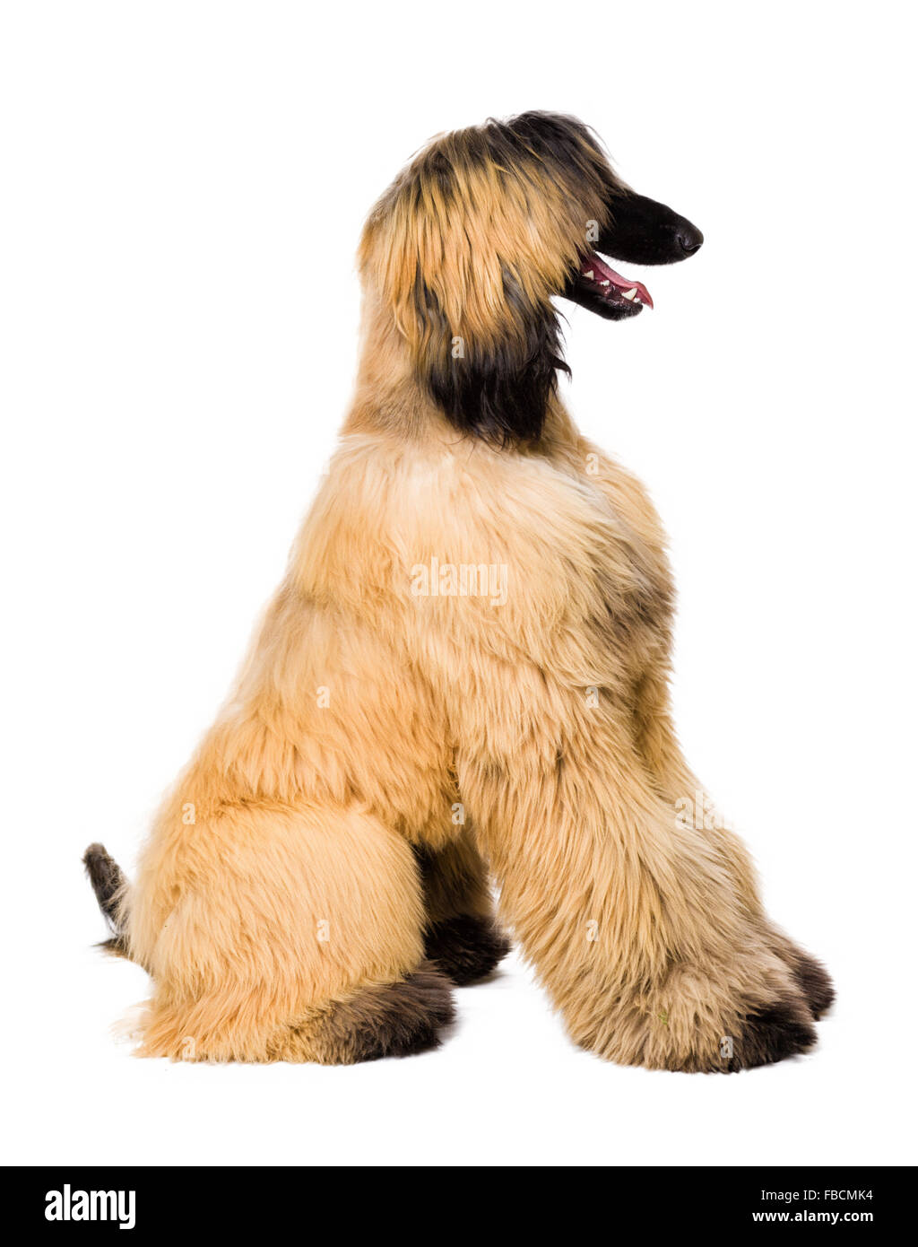 Junge afghanische Hund isoliert auf weiss Stockfoto