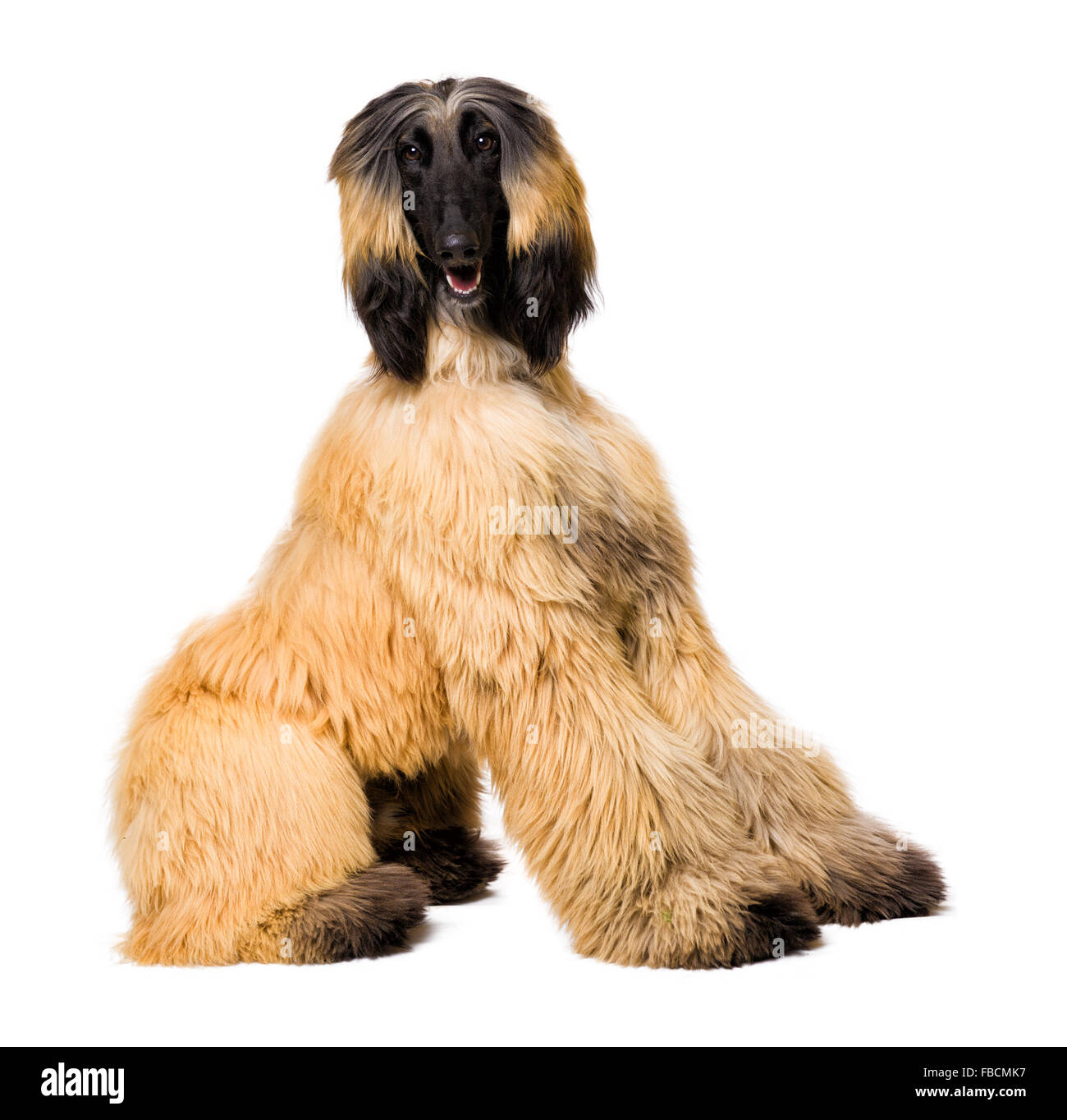 Junge afghanische Hund isoliert auf weiss Stockfoto