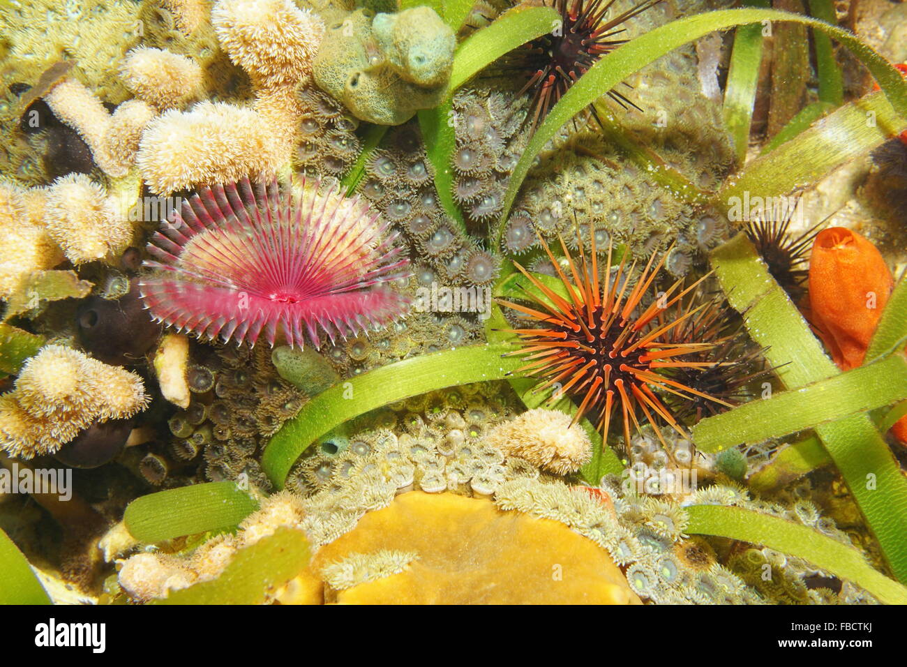 Marine Leben unter Wasser auf dem Meeresgrund mit einem Split-Krone Staubwedel Wurm und ein Riff Urchin, Karibik, Mittelamerika Stockfoto