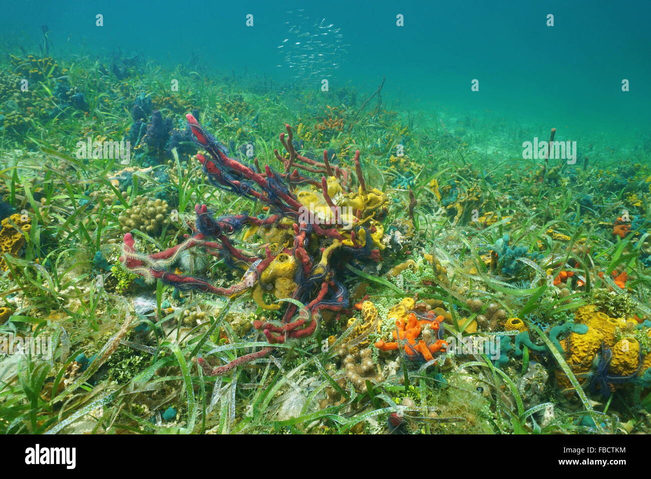 Meeresboden mit bunten Schwämmen, Caribbean Stockfoto