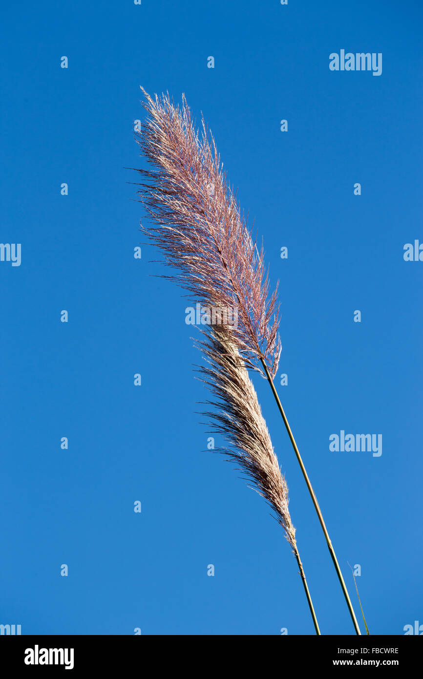 Dickicht Blume an tropischen Regen Wald von Thailand im winter Stockfoto