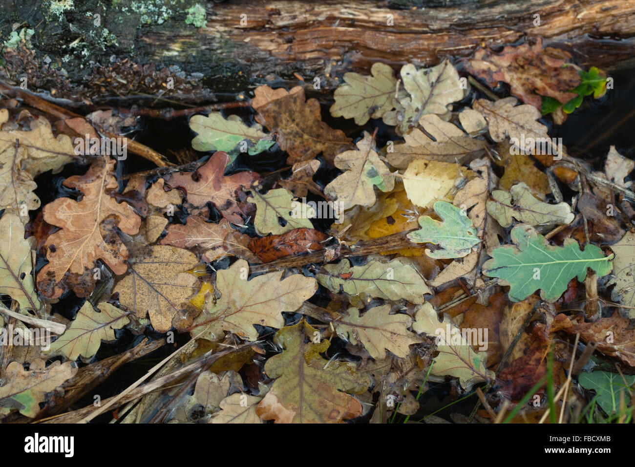 Eiche (Quercus Robur). Herbst Schuppen, Wind geblasen Blätter von Laubbäumen. Schwimmt auf der Wasseroberfläche von einem Deich Broadland. Norfolk Stockfoto