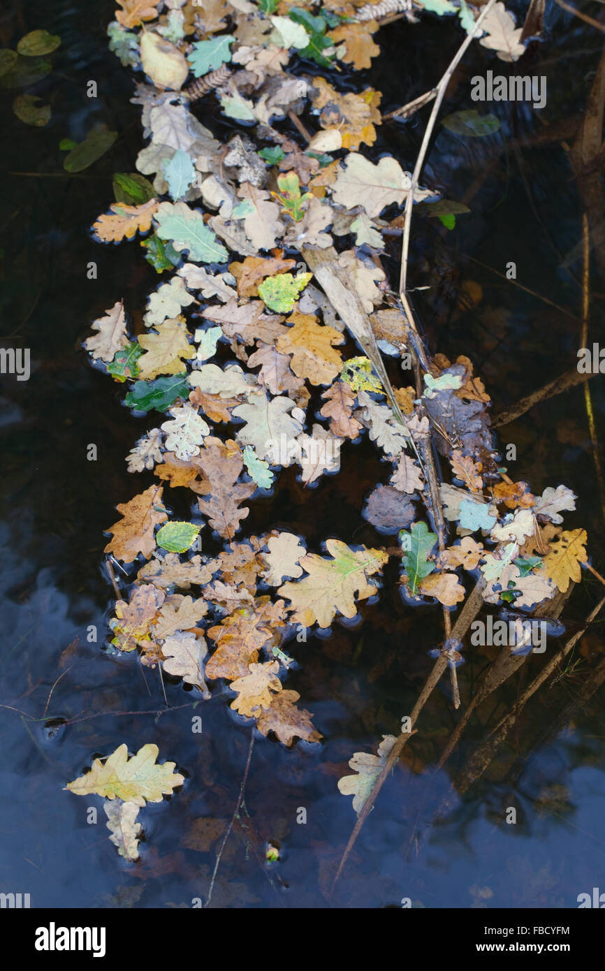 Eiche (Quercus Robur). Herbst Schuppen, Wind geblasen Blätter von Laubbäumen. Schwimmt auf der Wasseroberfläche von einem Deich Broadland. Norfolk Stockfoto