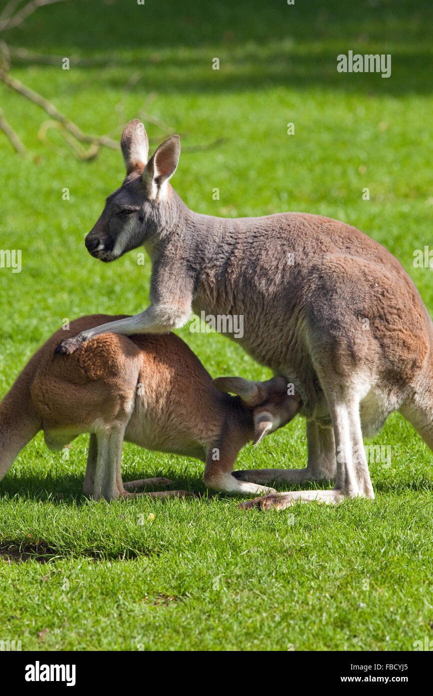 Red Kangaroo Macropus Rufus. Weibchen mit gut gewachsenen Joey oder jung, noch Fütterung Milch aus der Brustdrüse im Beutel der Mutter. Stockfoto