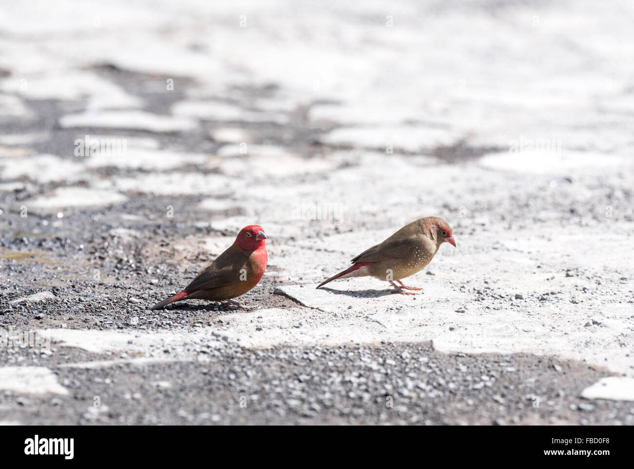 Ein paar rot-billed Firefinchs Fütterung auf dem Boden am Lake Ziway, Äthiopien Stockfoto