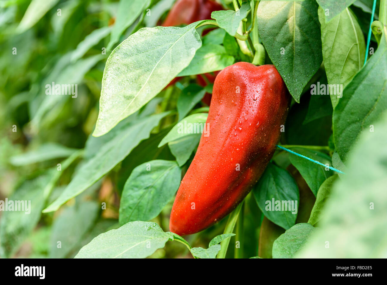 Paprika im Gemüsegarten Stockfoto