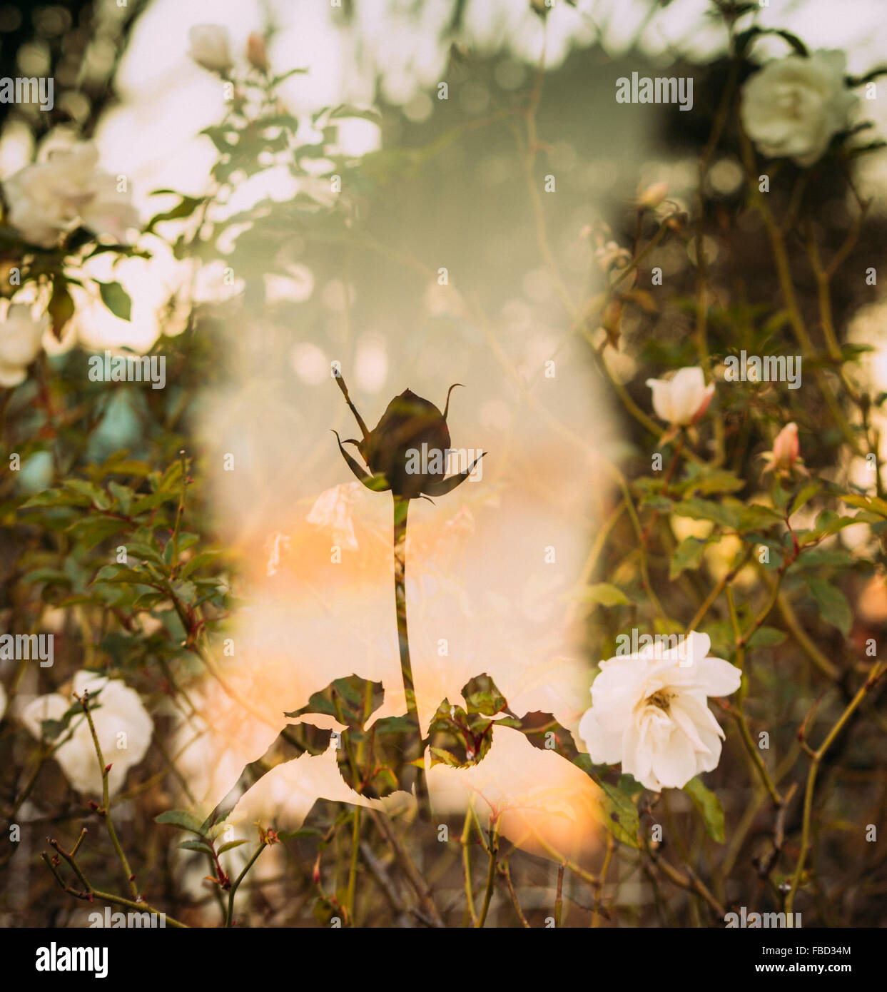 Einzelne Rose Knospe, mit in der Kamera Doppelbelichtung von weißen voll blühten Rosen. Stockfoto