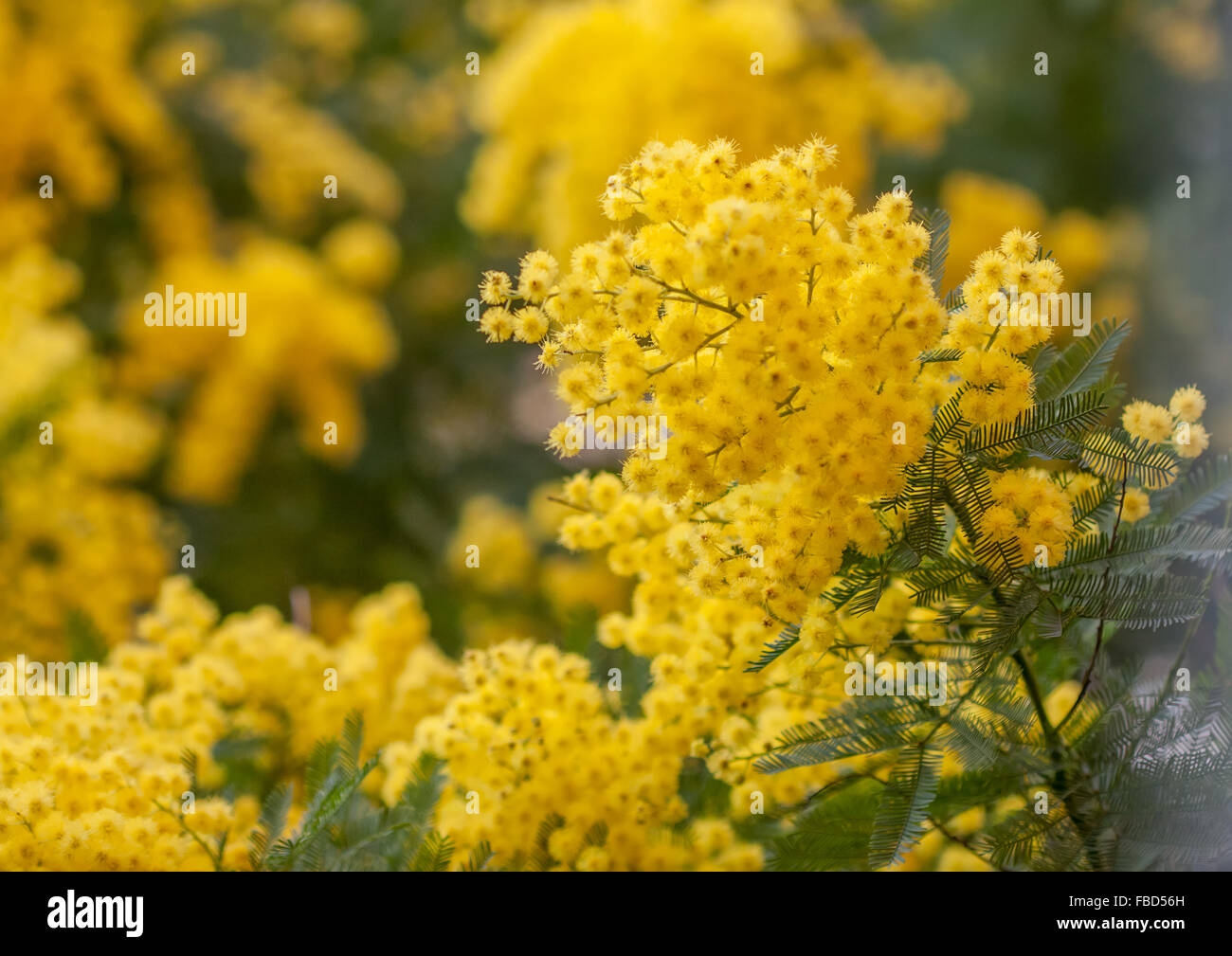 Akazie (Acacia Dealbata) Ast in Blüte Nahaufnahme Stockfoto