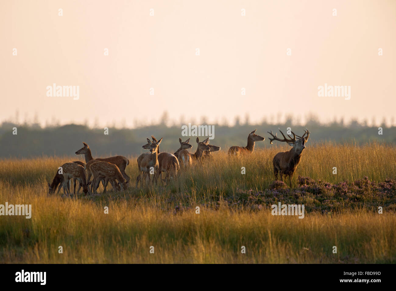 Herde von Rotwild / Rotwild (Cervus Elaphus) mit Gebrüll Spurrinnen Hirsch, Saison, in der Morgendämmerung, im golden schimmernden Grünland. Stockfoto