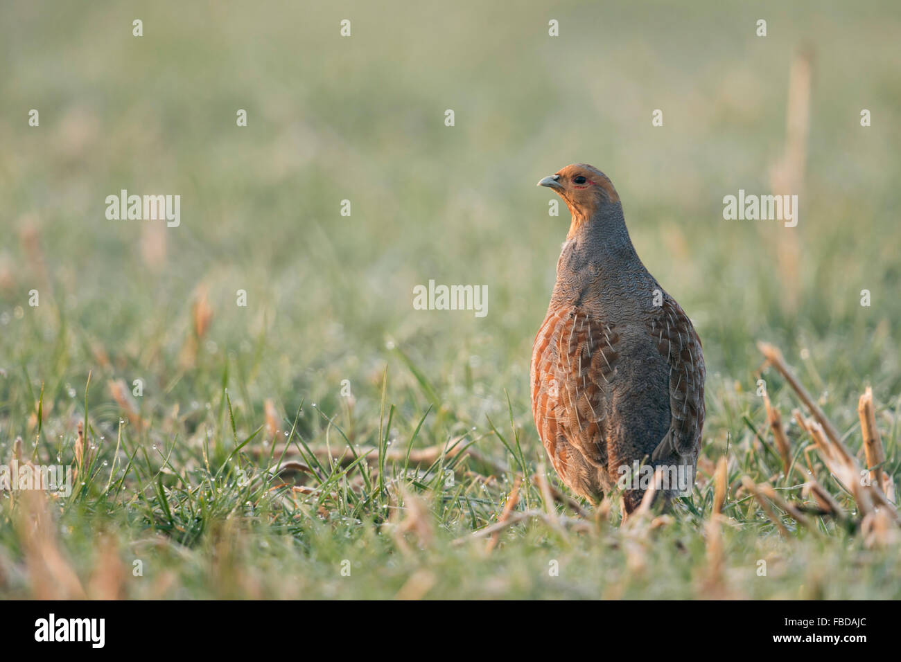 Aufmerksames Rebhuhn / Rebhuhn ( Perdix perdix ) aufrecht stehend, aufmerksam umzusehen, wachsam schauen, Wildtiere, Europa. Stockfoto