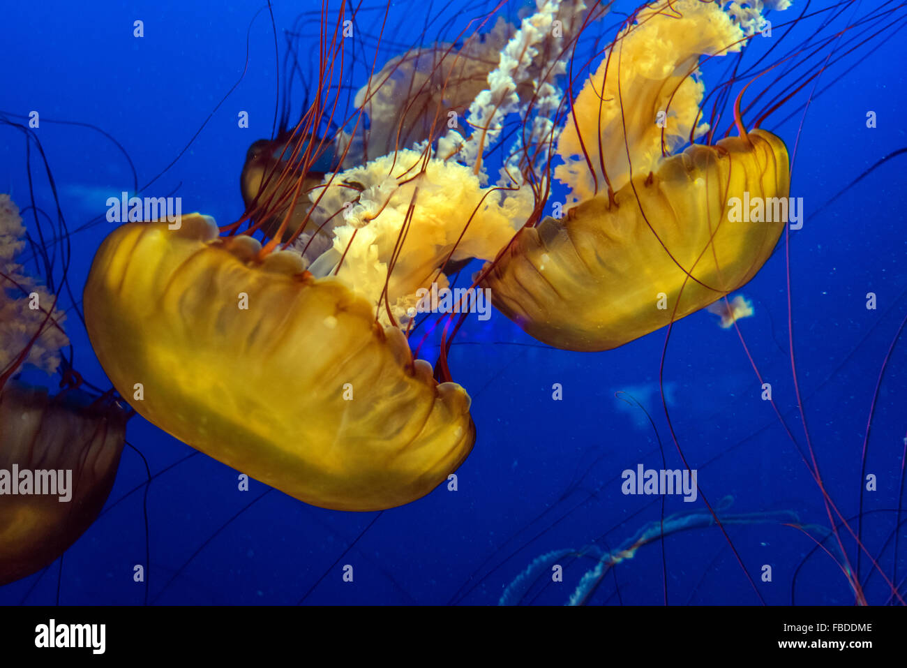 Meer Brennnesseln oder Chrysaora Fuscescens im Vancouver Aquarium, Vancouver, Britisch-Kolumbien, Kanada Stockfoto