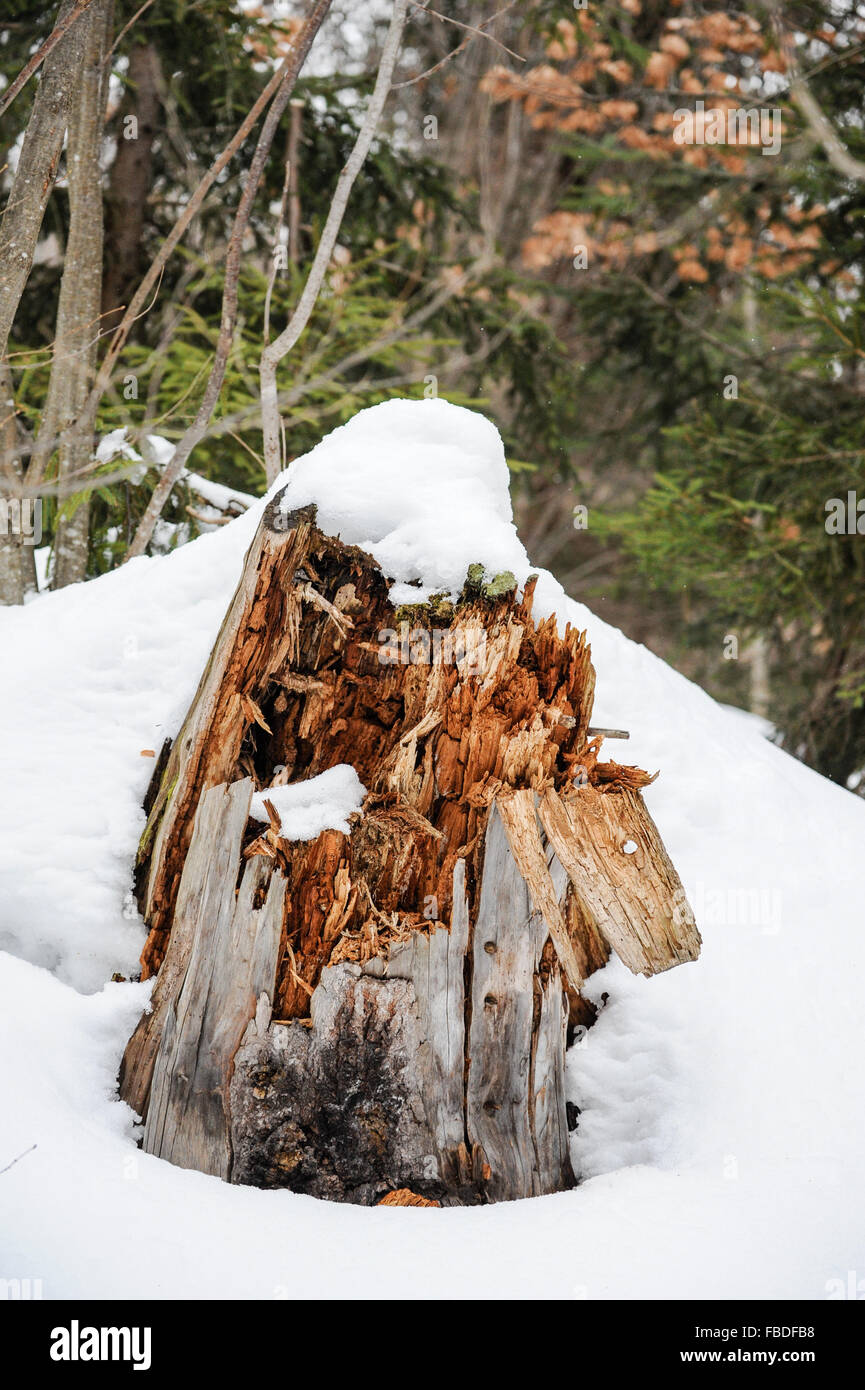 Gebrochene Baumstamm im Schnee, Winterwald Stockfoto