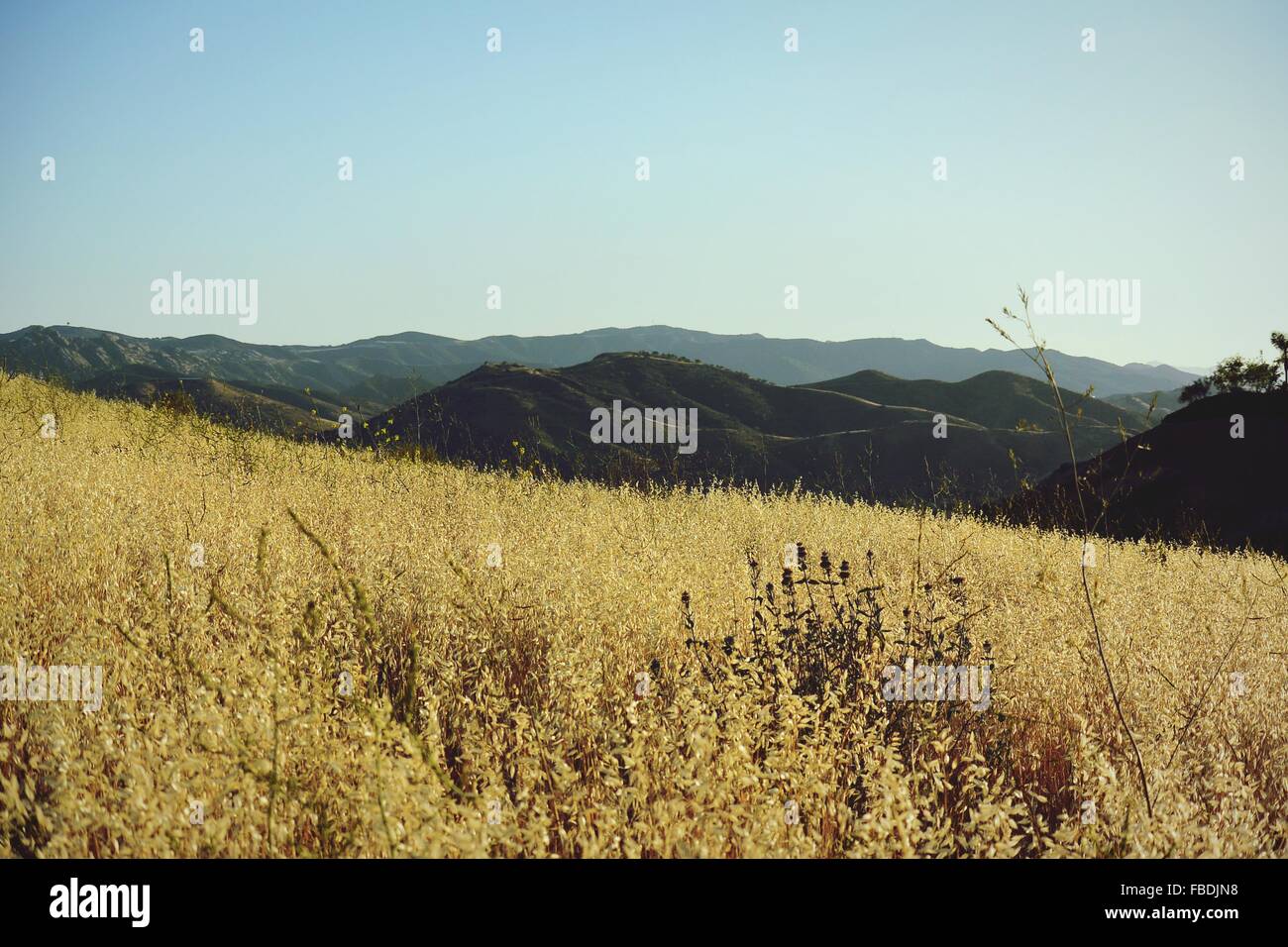 Ansicht des Grases mit Bergkette im Hintergrund Stockfoto