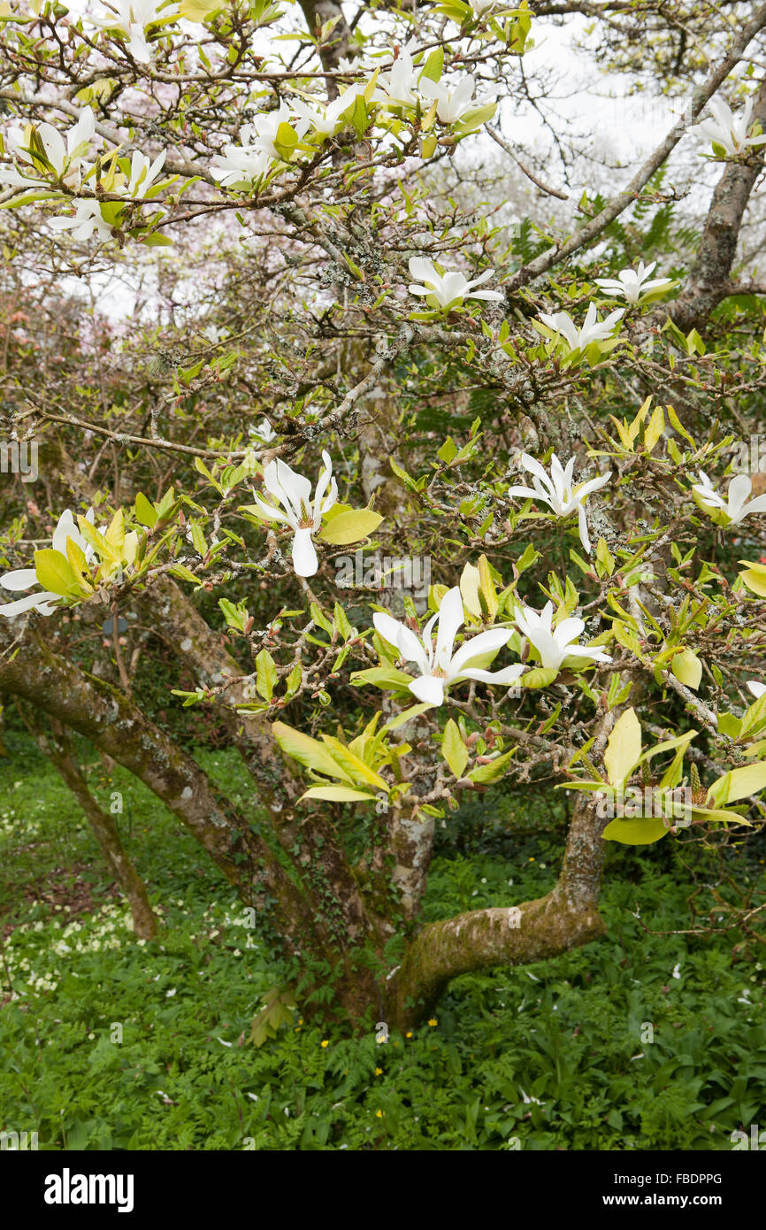 Magnolia Kobus blüht bei Ince Schloss nr Saltash Cornwall, Garten der Öffentlichkeit sind. Stockfoto