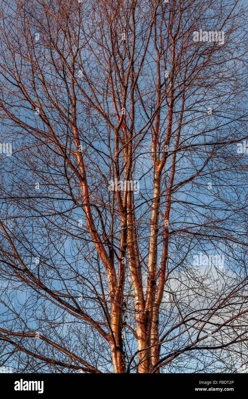 Red birch Äste vor blauem Himmel. Gegenüberstellung Kontrast in der Natur. Stockfoto