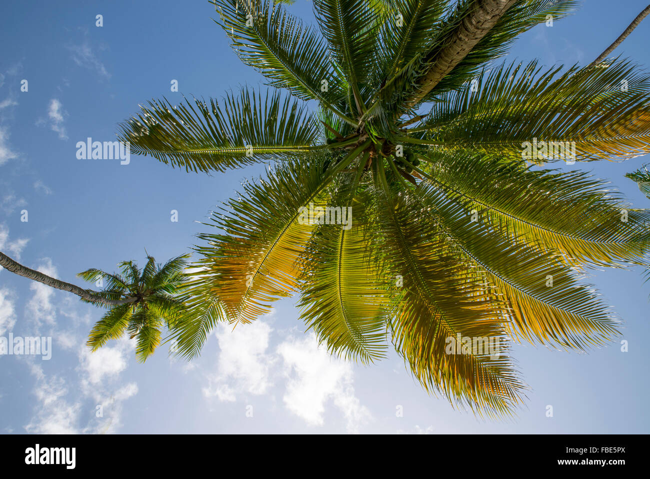 Palmen vor blauem Himmel, St. Lucia Stockfoto